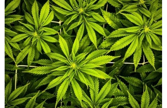 Historia zakłamania marihuany